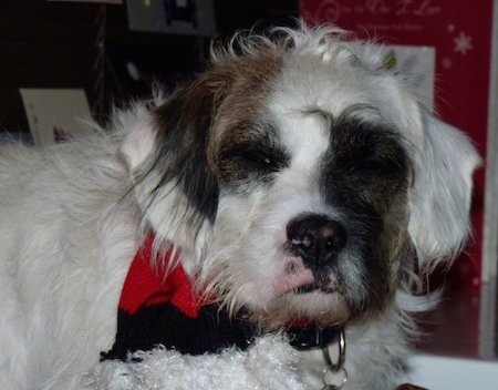 Close up head shot of a long, wavy haired white dog with brown and black patches on her face wearing a red and black bandana laying down in a house