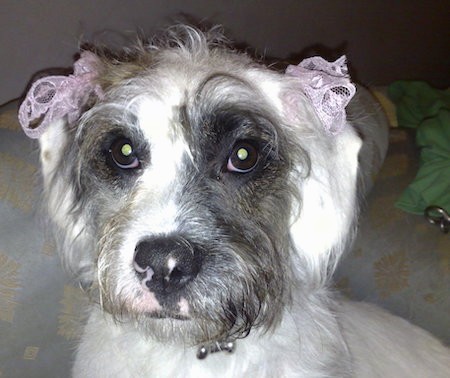 Close up head shot of a long haired white, brown and black dog with pink ribbons tied at each ear and wide brown eyes sitting down on a white and yellow couch