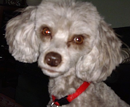 Close up head shot of a gray, wavy coated dog with thick soft ears hanging to the sides and her coat shaved short wearing a red collar