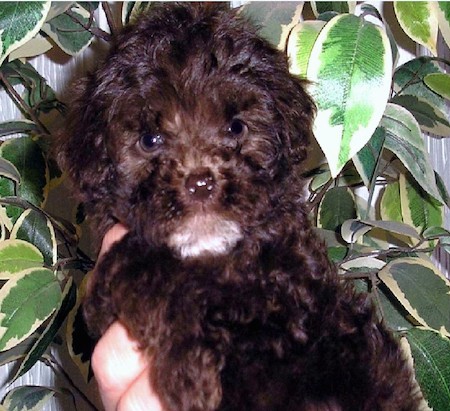 A fluffy little dark brown and black little dog with round dark eyes and a small brown nose being held in the air by a person in front of a green house plant