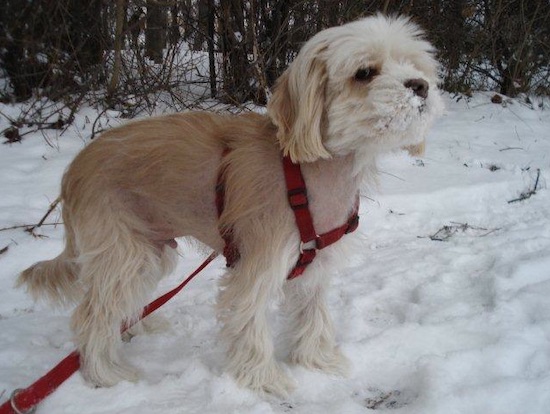 A white and tan small sized dog with a long coat standing outside in snow