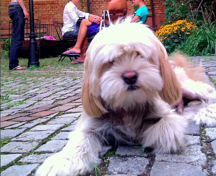A small tan and white long coated dog with a brown nose laying down outside on a brick walkway.
