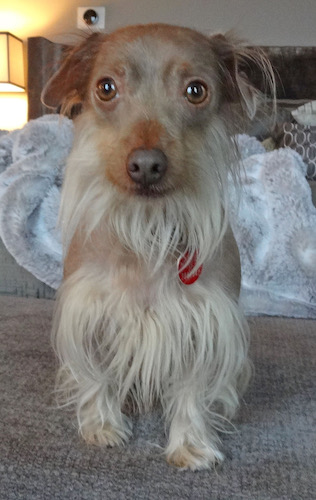 A small tan hairless dog with long hairs on his beard, belly and down his legs sitting down