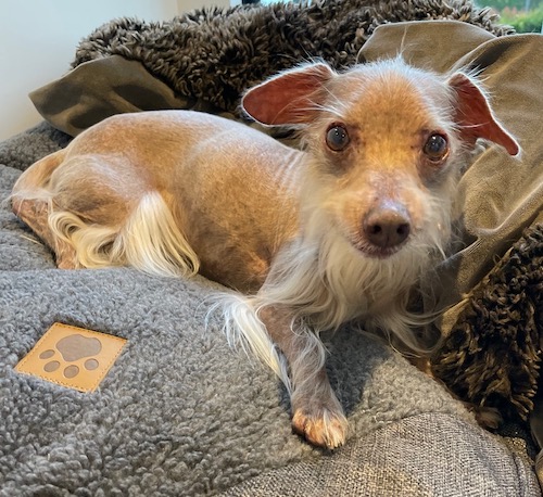 A small tan hairless dog with light brown eyes laying down on a gray dog bed