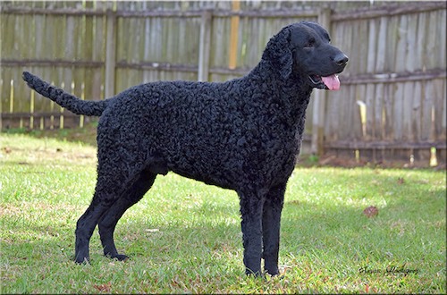 Side view of a shiny-coated black dog with soft gentle eyes, a large black nose and curly hair on his body standing in grass with a tall wooden privacy fence in the distance.