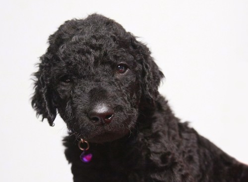Close up head shot of a little black puppy with a tight wavy coat, ears that hang to the sides, a black nose and black eyes.