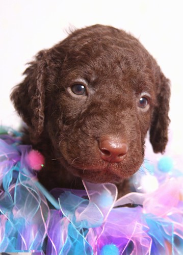 Close up head shot of a brown little puppy with wavy hair, a brown nose and brown eyes with purple, pink and blue lace around her neck