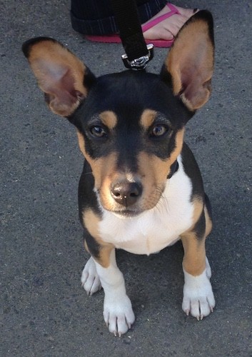 Looking down at a little black, tan and white tricolor puppy with large prick ears and brown eyes sitting down on pavement with a person in pink flip flops behind him holding his leash