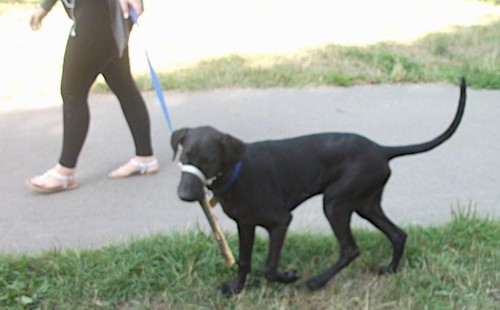 A large breed, tall, black puppy with a long muzzle, long legs and a long tail wearing a gentle leader harness while carrying a stick going for a walk with his human down a path with grass on both sides
