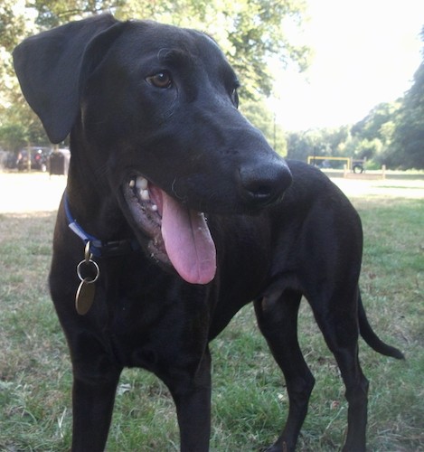 Front side view of a short coated solid black dog with a long muzzle with a shallow stop, dark brown eyes, a big black nose and a pink tongue hanging out showing his white teeth standing outside in grass