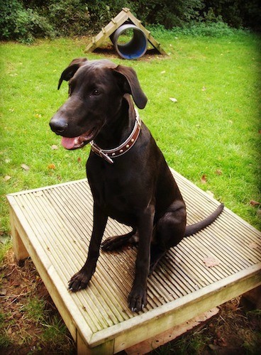 A large breed black puppy with a short shiny coat, ears that fold down to the sides, dark eyes and a black nose sitting down on a tan agility platform with a triangle plank with a blue tube under it in the distance