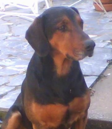 CLose up head and upper body shot of a large breed black and tan dog with a big head and a thick muscular body with a long muzzle and a big black nose with black ears that hang to the sides sitting down outside on a patio