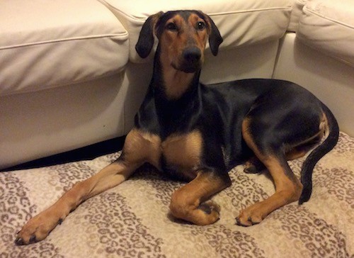 A large breed, slender black and tan dog with a short coat, a long neck and long legs with ears that hang to the sides laying down on a tan rug in front of a tan couch looking forward
