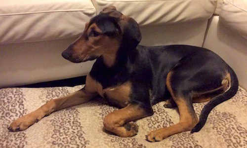 A black and tan, slim looking tall dog with a long muzzle that has a shallow stop, ears that fold to the sides and a very long tail laying down on a tan rug next to a tan couch looking to the left