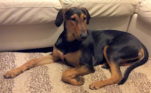 A black and tan, large breed puppy with a long tail, ears that fold down to the sides, a long snout with a black nose and long legs laying down on a tan carpet in front of a tan couch