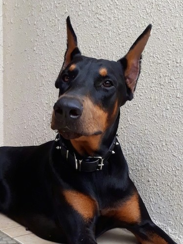 Upper body shot of a large breed black and tan dog with cropped perk ears, a long muzzle with a black nose and dark eyes laying down in front of a stucco wall