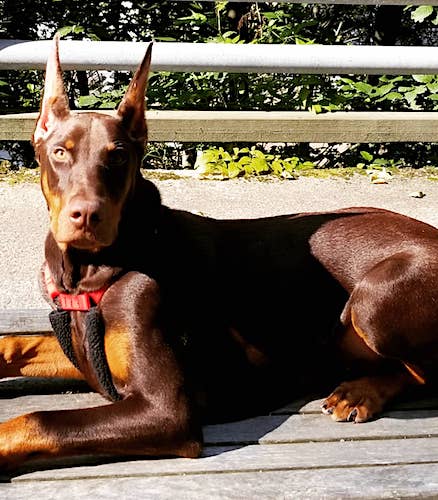 red doberman uncropped