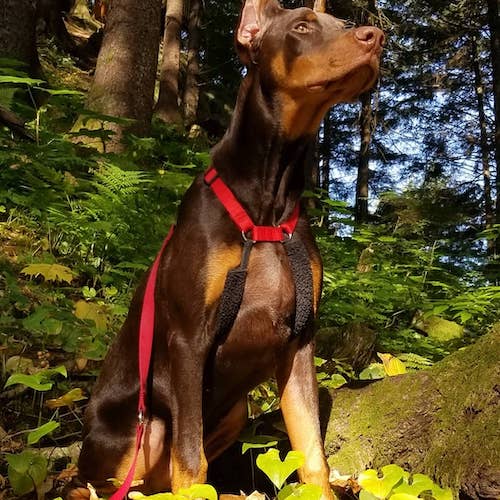 red doberman uncropped