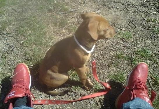 A short coated copper brown colored dog with ears that hang to the sides wearing a white collar with a red leash connected to it sitting down in the grass with a person sitting next to him who is wearing red shoes.