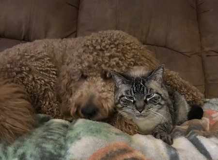 A gray tiger colored cat laying down next to a sleeping large, thick haired brown dog on a brown couch