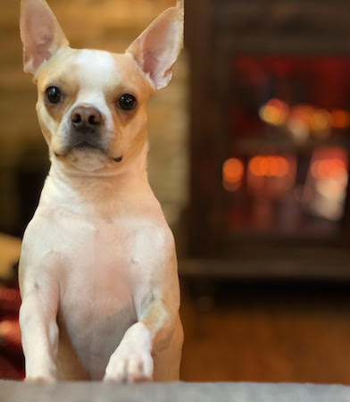 A cream colored Boston Terrier dog with his front paws up on something