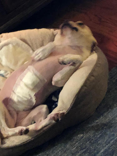 A cream colored Boston Terrier with a bandage on his belly laying belly up in a dog bed