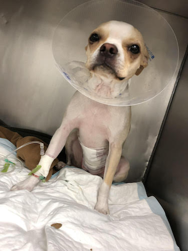 A cream colored Boston Terrier with a cone on his head at an animal hospital