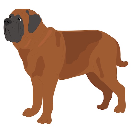 A large breed fawn colored mastiff with a black mask and a long tail
