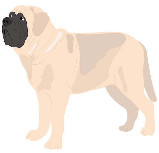 An extra large dog with a cream colored coat and a black mask standing