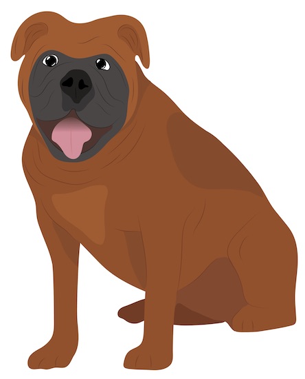 A wide-chested, brown mastiff type dog with a large head and a black muzzle sitting down