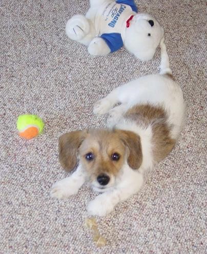A little tan and white puppy with a long body, long soft drop ears that hang to the sides and short little legs laying down on a tan carpet with an orange and yellow tennis ball and a white teddy bear wearing a blue shirt next to him