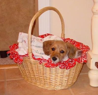 A small tan puppy with black eyes and a black nose peering out of a brown wicker basket laying on top of a red basket liner and a white throw blanket