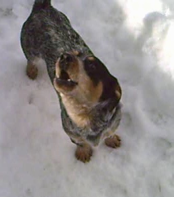 A short legged, low to the ground, black, gray and tan dog barking while standing in snow
