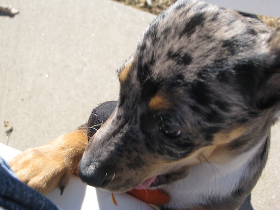 A black, gray, tan and white merle patterned dog chewing on a toy.