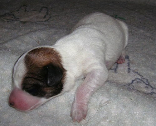 A tiny white puppy wiht a brown mask and pink snout with her eyes closed while laying on a white blanket