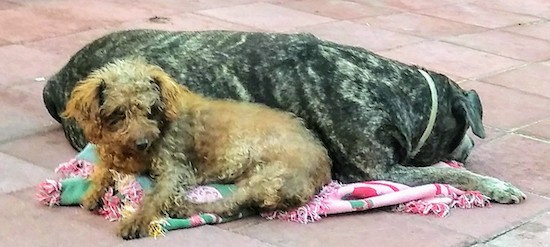 Two dogs, a large breed Pit Bull mix and a smaller medium-sized curly coated red Dachshund Poodle mix laying outside on a red colored stone patio