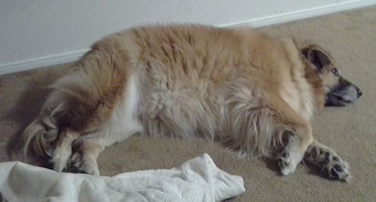 A large breed thick coated tan dog with a a lighter underbelly laying down on his side inside a house.