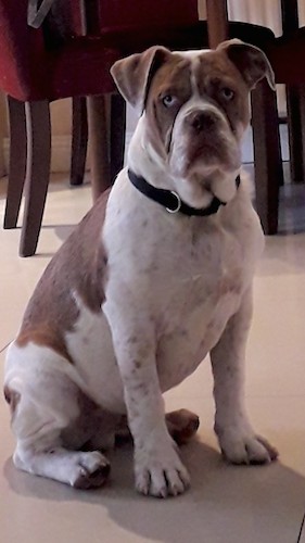A thick bodied, large breed, muscular white and brown dog with brown ticking and blue eyes, a boxy wide muzzle and ears that fold down to the sides sitting down inside a house in front of a dining room table and chairs