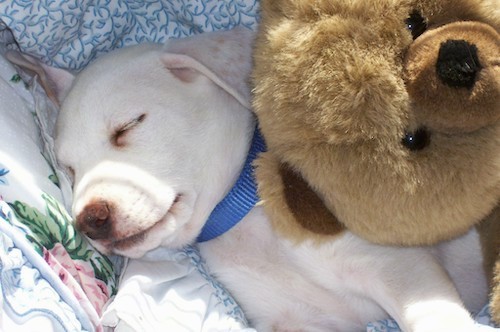 A short-haired white puppy with a brown nose wearing a blue collar sleeping with a big brown plush teddy bear on her side