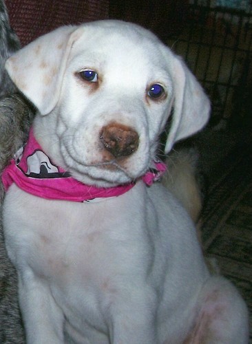 A short coated white dog with tan spots on her ears, dark droopy eyes and a brown nose wearing a hot pink bandanna sitting down inside of a house