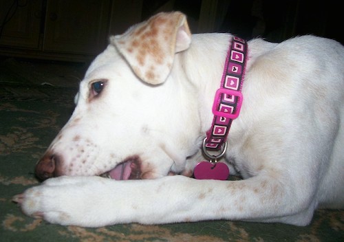 A short coated white dog with tan ticking spots all over her wearing a hot pink collar laying down chewing a bone
