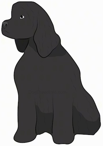 Front side view drawing of a black thick coated dog with long hanging ears, a wide boxy muzzle, dark eyes and a large black nose sitting down