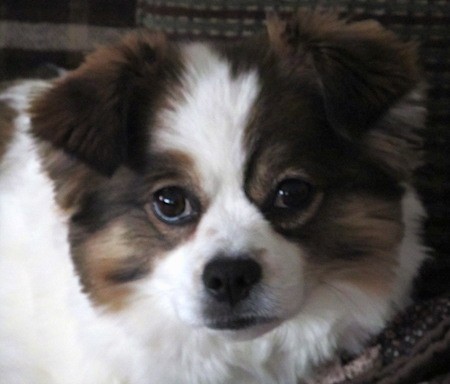 Close up head shot of a fluffy, tricolor, white, brown and black dog with wide black eyes and a black nose with black lips and small fold over ears