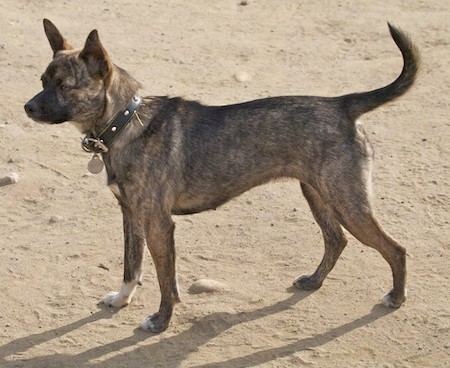 Side view of a brown brindle medium sized dog with prick ears that stand up, a long tail that curls at the tip, brown eyes and white on the tips of her paws standing in dirt at a dog park