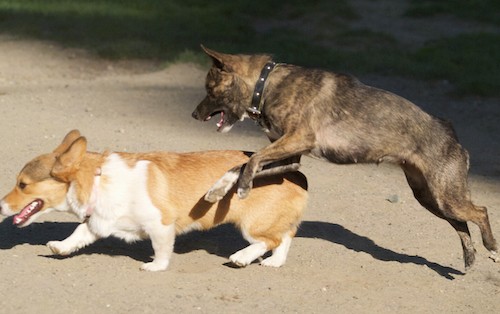 A brown brindle dog jumping into the air with her mouth open about to jump on a tan and white Corgi dog that is walking in the dirt