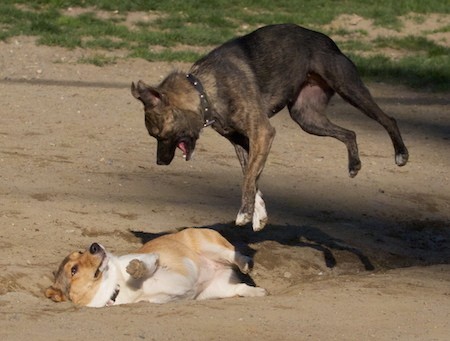 A brown brindle dog up in the air with her mouth open above a tan and white dog who is laying in the dirt on the ground about to get jumped on