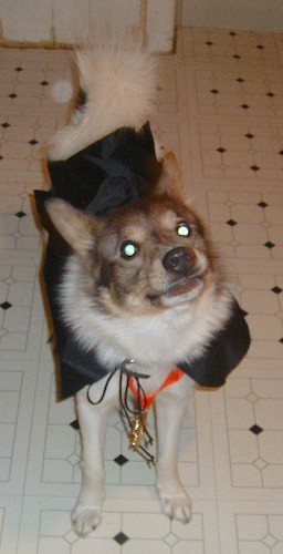 A medium-sized thick coated dog wearing a black Halloween custume standing on a white tiled floor inside of a kitchen in a house