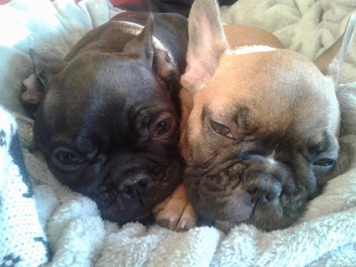 Close up head shot of two dogs with round heads, boxy pushed back snouts and sleepy eyes laying side by side on a white blanket