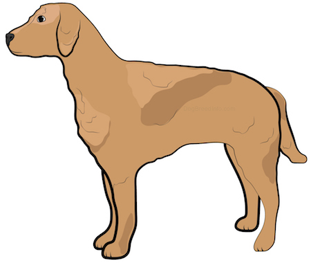 Side view of a brown dog with a wavy coat and drop ears standing