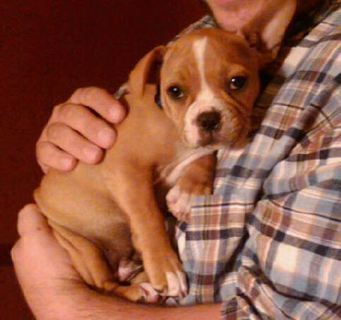 A small tan with white puppy with one ear standing up and the other folded down being held in the arms of a man in a tan flannel shirt